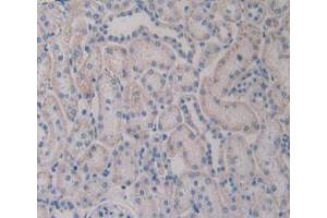 IHC-P analysis of Rat Kidney Tissue, with DAB staining. (TLR4 Antikörper  (AA 49-247))