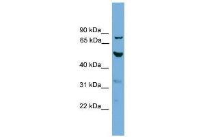 TUBA8 antibody used at 0. (TUBA8 Antikörper  (N-Term))