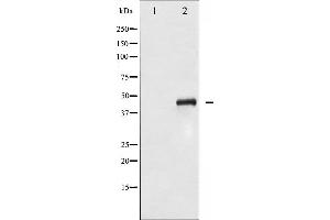 Western blot analysis of SEK1/MKK4 phosphorylation expression in NIH-3T3 whole cell lysates,The lane on the left is treated with the antigen-specific peptide. (MAP2K4 Antikörper  (pSer80))