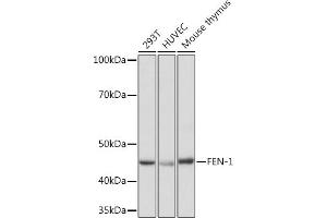 Western blot analysis of extracts of various cell lines, using FEN-1 Rabbit mAb (ABIN7267215) at 1:1000 dilution. (FEN1 Antikörper)