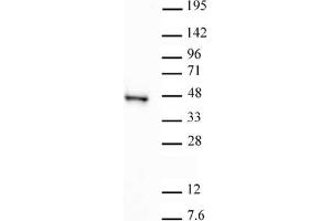 SIRT6 antibody tested by Western blot.