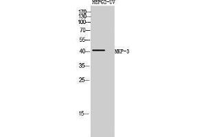 Western Blotting (WB) image for anti-Dual Specificity Phosphatase 6 (DUSP6) (Internal Region) antibody (ABIN3176027) (DUSP6 Antikörper  (Internal Region))