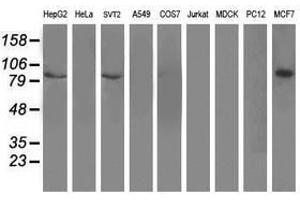 Image no. 2 for anti-Dipeptidyl-Peptidase 3 (DPP3) antibody (ABIN1497831) (DPP3 Antikörper)