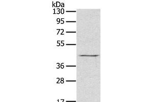 Western Blot analysis of Raji cell using RASSF7 Polyclonal Antibody at dilution of 1:800 (RASSF7 Antikörper)