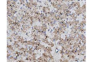 IHC analysis of COX5B using anti-COX5B antibody (ABIN7598975). (COX5B Antikörper  (AA 1-129))