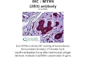 Image no. 2 for anti-Myosin 9 (MYH9) antibody (ABIN1723793) (Myosin 9 Antikörper)