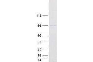 Validation with Western Blot (FUT8 Protein (Transcript Variant 2) (Myc-DYKDDDDK Tag))