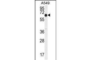 Western blot analysis in A549 cell line lysates (35ug/lane). (ELL Antikörper  (C-Term))