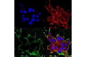 Immunocytochemistry/Immunofluorescence analysis using Mouse Anti-LRP4 (Extracellular) Monoclonal Antibody, Clone S207-27 . (LRP4 Antikörper  (AA 26-350))