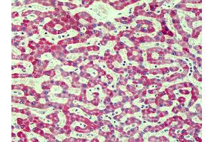 Anti-RAGE antibody IHC of human liver. (RAGE Antikörper  (Cy3))