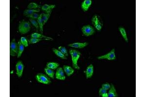 Immunofluorescence (IF) image for anti-C-Type Lectin Domain Family 7, Member A (CLEC7A) (AA 1-44) antibody (ABIN7146093)