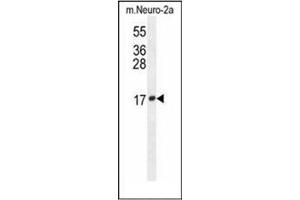 Western blot analysis of LCN10 Antibody (Center) in mouse Neuro-2a cell line lysates (35ug/lane).