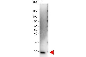 Western Blot of Peroxidase conjugated Rabbit anti-Human IL-6 antibody. (IL-6 Antikörper  (HRP))