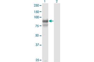 Western Blot analysis of PCDHGB2 expression in transfected 293T cell line by PCDHGB2 monoclonal antibody (M02), clone 6E9. (PCDHGB2 Antikörper  (AA 94-199))