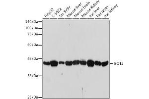 Western blot analysis of extracts of various cell lines, using GOT2 antibody (ABIN7267427) at 1:1000 dilution. (GOT2 Antikörper)