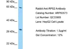Western Blotting (WB) image for anti-Ribosomal Protein S2 (RPS2) (N-Term) antibody (ABIN2789550)
