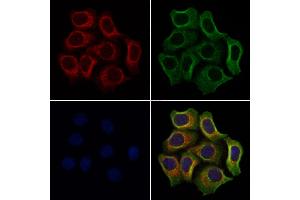 ABIN6259999 and ABIN6272243 staining Hela cells by IF/ICC. (APOOL Antikörper  (C-Term))