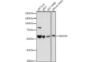 Western blot analysis of extracts of various cell lines, using NELFCD antibody (ABIN1683024, ABIN3019182, ABIN3019183 and ABIN6220747) at 1:1000 dilution. (TH1-Like Antikörper  (AA 355-599))
