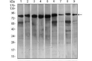 Western blot analysis using MARK3 antibody against HeLa (1), SK-N-SH (2), K562 (3), HCT116 (4), HEK293 (5), 3T3L1 (6), NIH3T3 (7), Jurkat (8), and A431 (9) cell lysate. (MARK3 Antikörper  (AA 435-658))