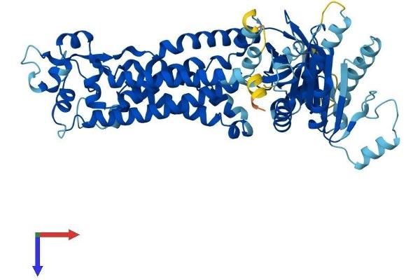 NOX3 Protein (AA 1-568) (His tag)