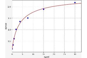 Elastin (ELN) ELISA Kit