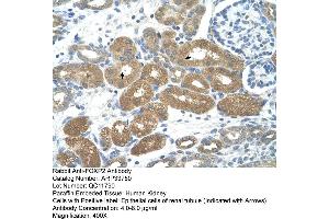 Rabbit Anti-FOXP2 Antibody  Paraffin Embedded Tissue: Human Kidney  Cellular Data: Epithelial cells of renal tubule Antibody Concentration: 4. (FOXP2 Antikörper  (N-Term))