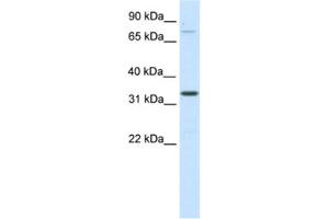 Western Blotting (WB) image for anti-Double Homeobox B-Like 1 (DUXBL1) antibody (ABIN2461558) (DUXBL1 Antikörper)