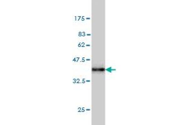 Syntaxin 5 Antikörper  (AA 1-100)