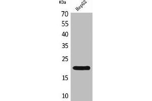 Western Blot analysis of HepG2 cells using VHR Polyclonal Antibody (Dual Specificity Phosphatase 3 (DUSP3) (C-Term) Antikörper)