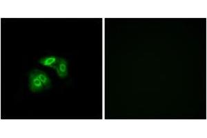 Immunofluorescence (IF) image for anti-Vomeronasal 1 Receptor 5 (VN1R5) (AA 44-93) antibody (ABIN2891105) (VN1R5 Antikörper  (AA 44-93))