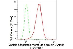 Flow cytometric analysis of Vesicle associated membrane protein 2 expression in HepG2 cells using Vesicle associated membrane protein 2 antibody (ABIN7800830), 1:2,000). (Rekombinanter VAMP2 Antikörper)