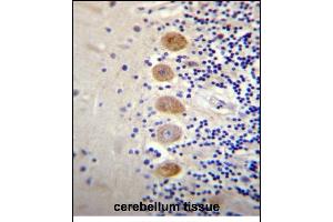 G Antibody (Center) (ABIN656514 and ABIN2845785) immunohistochemistry analysis in formalin fixed and paraffin embedded human cerebellum tissue followed by peroxidase conjugation of the secondary antibody and DAB staining. (GP111 Antikörper  (AA 366-393))