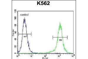 HBB Antibody (C-term)  flow cytometric analysis of K562 cells (right histogram) compared to a negative control cell (left histogram). (Hemoglobin Subunit beta Antikörper  (C-Term))