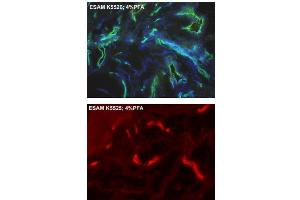 Immunofluorescence staining of vascular endothelial cells from human foreskin (cryo-section of unfixed tissue) using anti-human ESAM Antibody Cat,. (ESAM Antikörper  (AA 30-248))