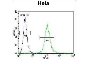 CYC1 Antibody (C-term) (ABIN655608 and ABIN2845091) flow cytometric analysis of Hela cells (right histogram) compared to a negative control cell (left histogram). (Cytochrome C1 Antikörper  (C-Term))
