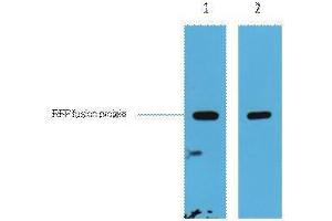 Western Blotting (WB) image for anti-Red Fluorescent Protein (RFP) antibody (ABIN3181251) (RFP Antikörper)