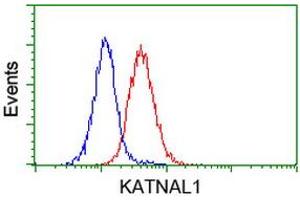 Image no. 3 for anti-Katanin P60 Subunit A-Like 1 (KATNAL1) antibody (ABIN1498984) (KATNAL1 Antikörper)