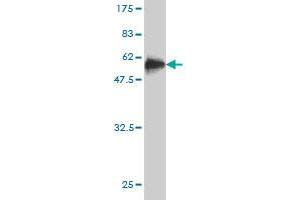 Western Blot detection against Immunogen (51. (STX8 Antikörper  (AA 1-236))