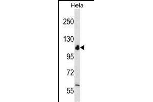 POLR1B Antibody (N-term) (ABIN656426 and ABIN2845718) western blot analysis in Hela cell line lysates (35 μg/lane).