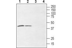 Western blot analysis of rat (lanes 1 and 3) and mouse (lanes 2 and 4) brain membranes: - 1,2. (LPAR6 Antikörper  (2nd Extracellular Loop))