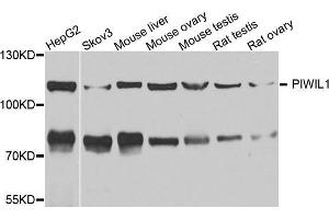Western blot analysis of extracts of various cell lines, using MIWI antibody. (PIWIL1 Antikörper)