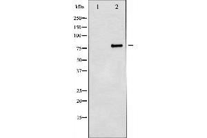 Western blot analysis of Myb expression in 293 whole cell lysates,The lane on the left is treated with the antigen-specific peptide. (MYB Antikörper  (C-Term))