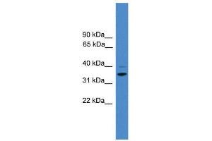 WB Suggested Anti-CCNH  Antibody Titration: 0. (Cyclin H Antikörper  (N-Term))