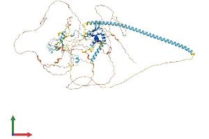 Protein Structure (PS) image for Chromatin Assembly Factor 1, Subunit A (p150) (CHAF1A) (AA 1-956) protein (His tag) (ABIN7552864)