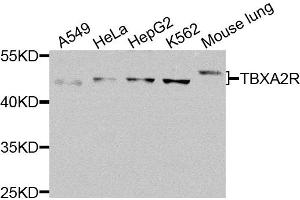 Western blot analysis of extracts of various cells, using TBXA2R antibody.