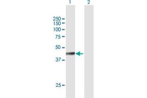 Western Blot analysis of FBXW4 expression in transfected 293T cell line by FBXW4 MaxPab polyclonal antibody. (FBXW4 Antikörper  (AA 1-412))
