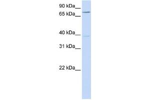 Western Blotting (WB) image for anti-Chromosome 17 Open Reading Frame 80 (C17orf80) antibody (ABIN2459101) (HLC8 Antikörper)