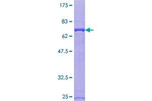 ATP6V1C1 Protein (AA 1-382) (GST tag)