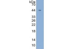 Rabbit Detection antibody from the kit in WB with Positive Control: Sample Lane1: Human Liver Tissue Lane2: Human Lung Tissue Lane3: Human K562 Cells Lane4: Mouse Lung Tissue. (beta Actin ELISA Kit)