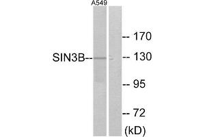 Western Blotting (WB) image for anti-SIN3 Transcription Regulator Homolog B (SIN3B) (Internal Region) antibody (ABIN1849018) (SIN3B Antikörper  (Internal Region))